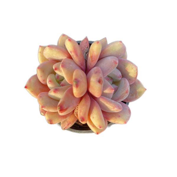 Echeveria Ariel