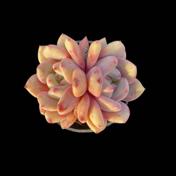 Echeveria Ariel - Image 4