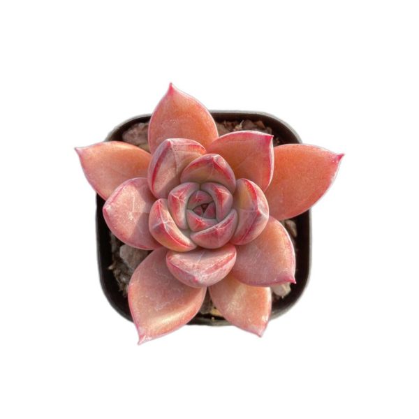 Echeveria Summer Beauti