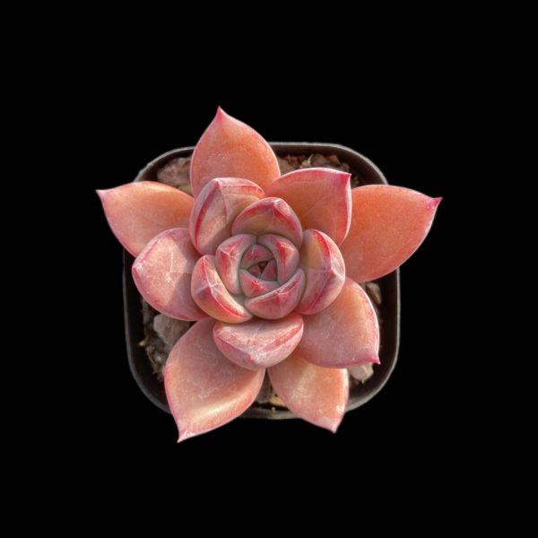 Echeveria Summer Beauti - Image 2