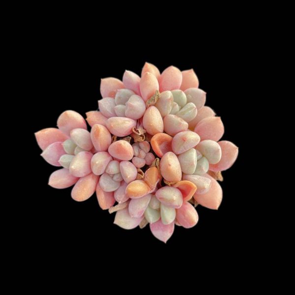 Echeveria ChunLi - Image 2