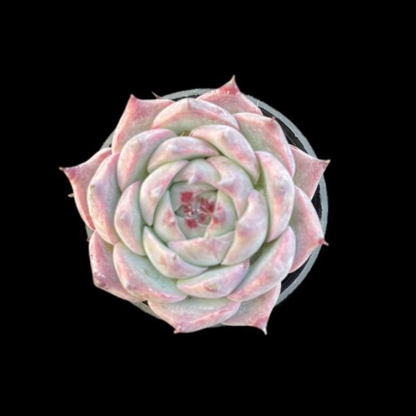 Echeveria chihuahuaensis - Image 2