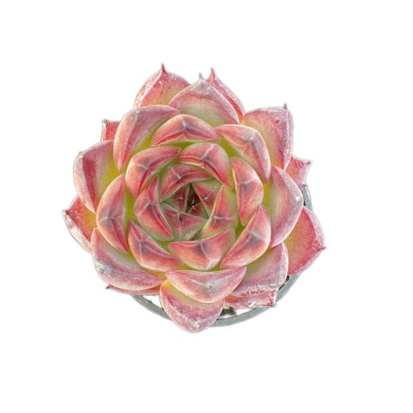 Echeveria Bonfire