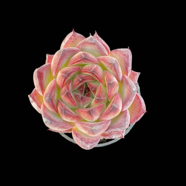 Echeveria Bonfire - Image 2