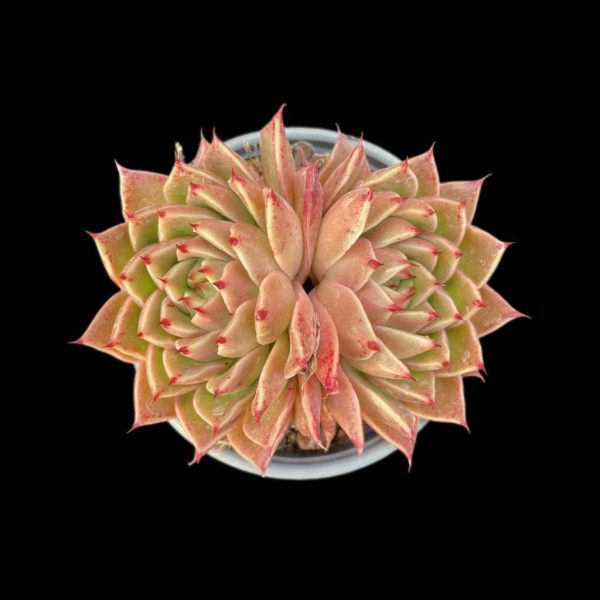 Echeveria Spy - Image 2