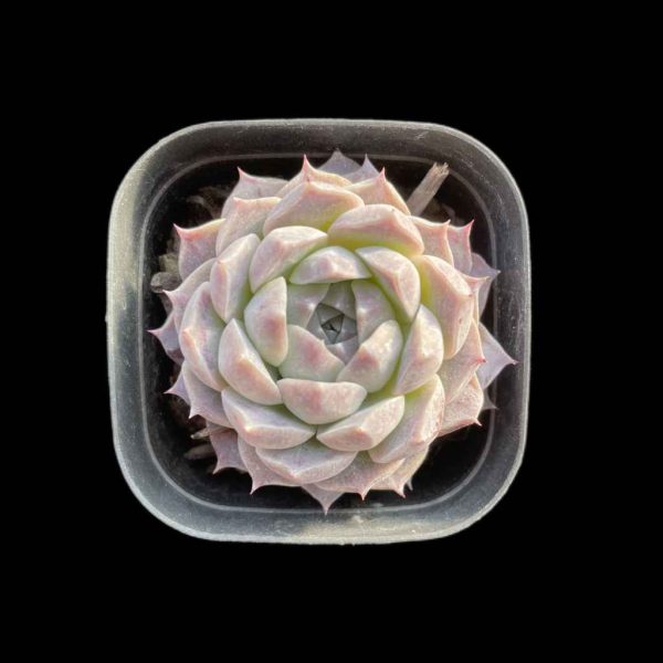 Echeveria poseidon - Image 2