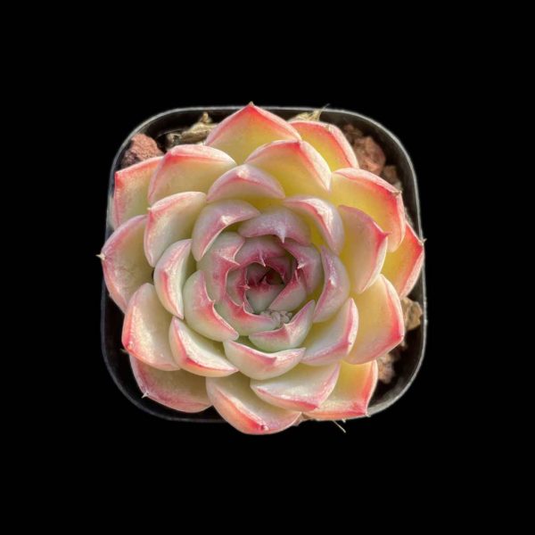 Echeveria Fairy - Image 2