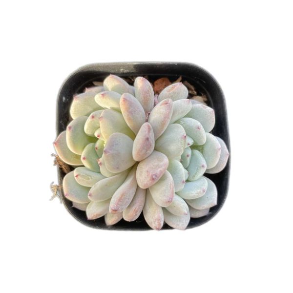 Echeveria Viant