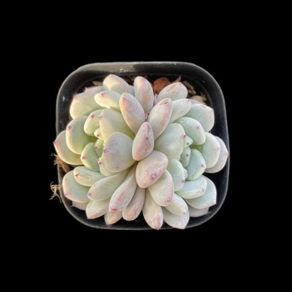 Echeveria Viant - Image 2