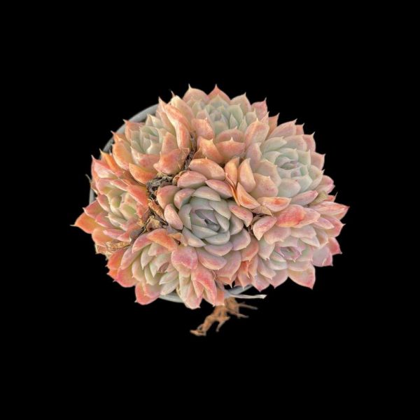 Echeveria Perle von Nurnberg - Image 5