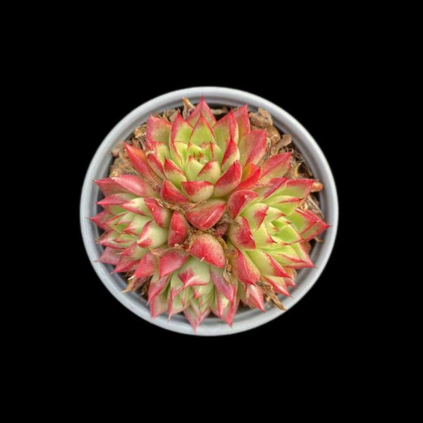 Echeveria Dreaming Queens - Image 2