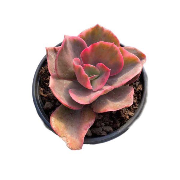 Echeveria Suyon