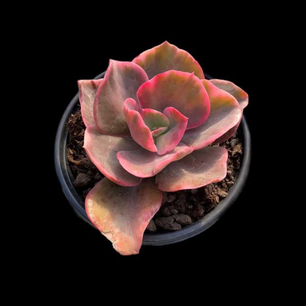 Echeveria Suyon - Image 3