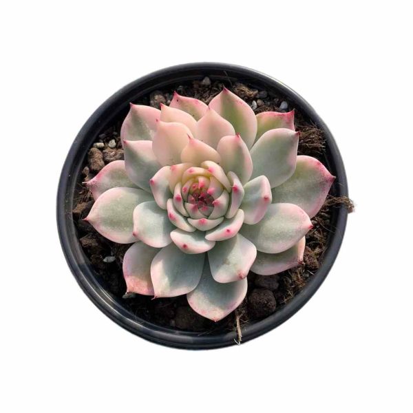 Echeveria chihuahuaensis  Var