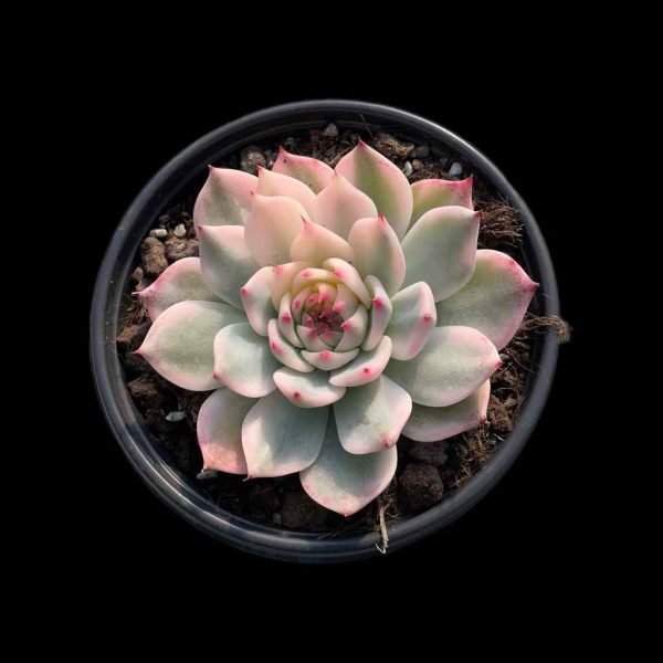 Echeveria chihuahuaensis  Var - Image 2