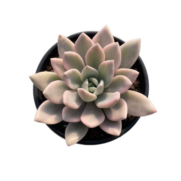 Graptoveria Opalina Var.