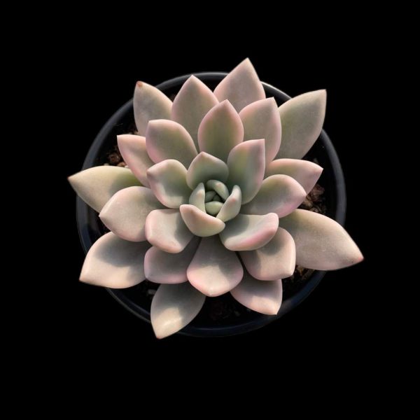 Graptoveria Opalina Var. - Image 2