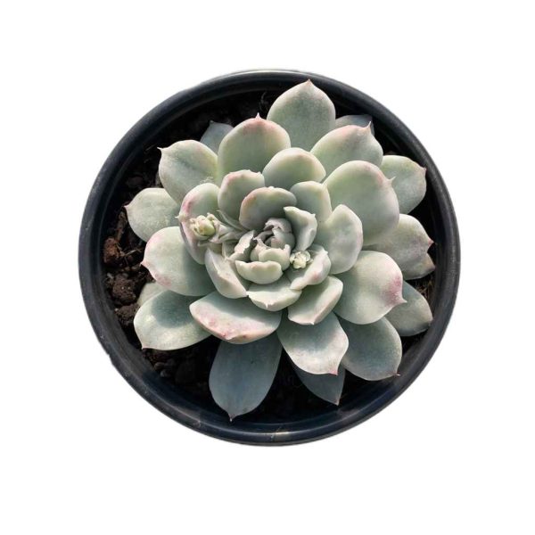 Echeveria Simpson Var.