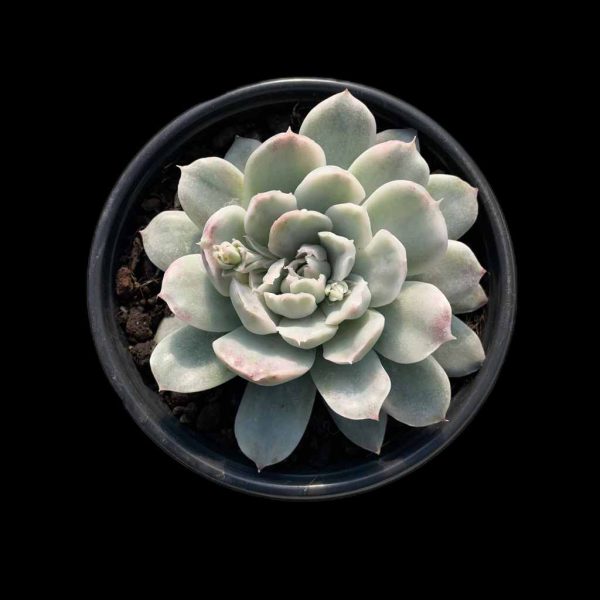 Echeveria Simpson Var. - Image 2