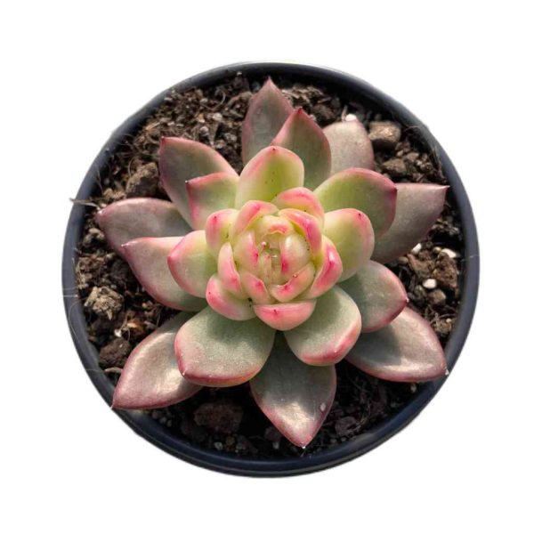 Echeveria Crystal Jenny Var.