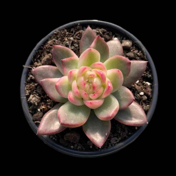 Echeveria Crystal Jenny Var. - Image 2