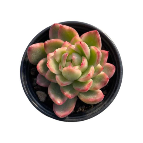 Echeveria Crystal Jenny Var.