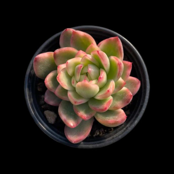 Echeveria Crystal Jenny Var. - Image 2