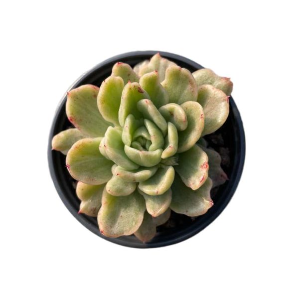 Echeveria Agavoides Floriana Var.