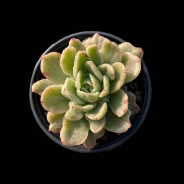 Echeveria Agavoides Floriana Var. - Image 2