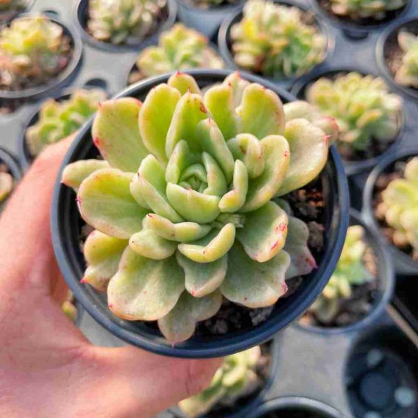 Echeveria Agavoides Floriana Var. - Image 3