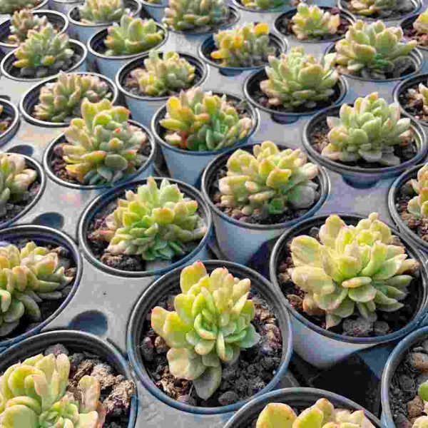 Echeveria Agavoides Floriana Var. - Image 5