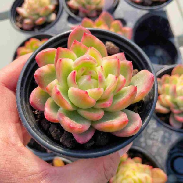 Echeveria Crystal Jenny Var. - Image 3