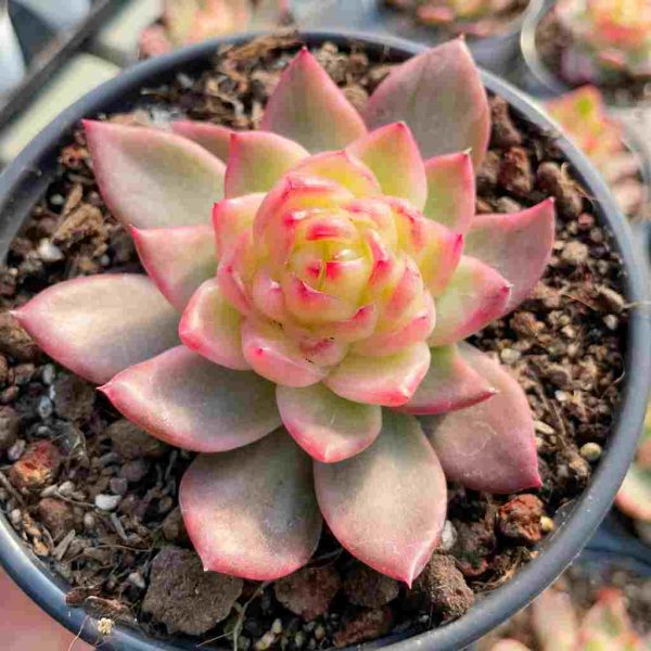 Echeveria Crystal Jenny Var. - Image 3