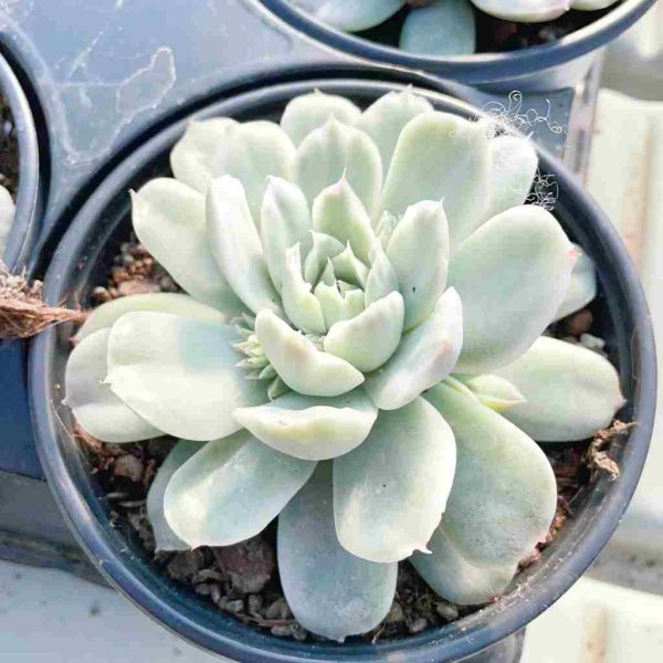 Echeveria Simpson Var. - Image 3