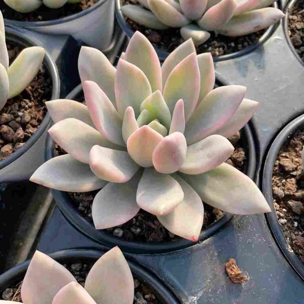 Graptoveria Opalina Var. - Image 3