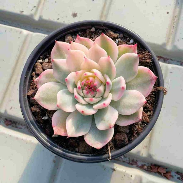 Echeveria chihuahuaensis  Var - Image 3