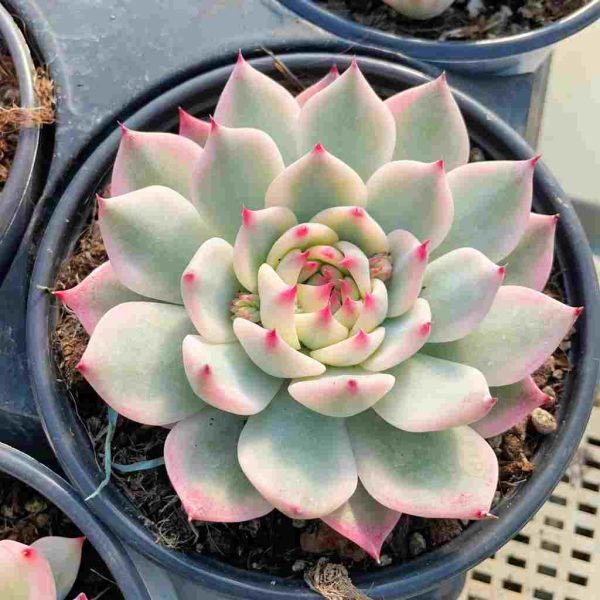 Echeveria chihuahuaensis  Var - Image 4