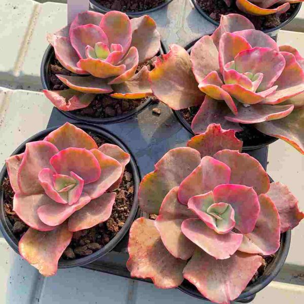 Echeveria Suyon - Image 5