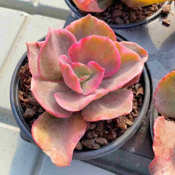 Echeveria Suyon - Image 2