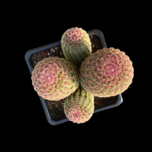 Echinocereus rigidissimus var. rubrispinus - Image 2