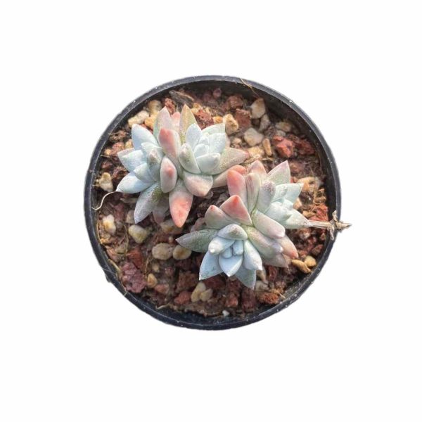 Dudleya ‘Gnoma’