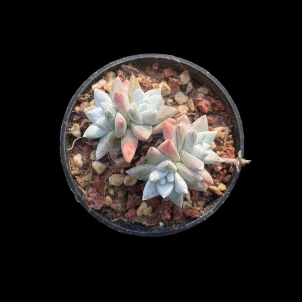 Dudleya ‘Gnoma’ - Image 2