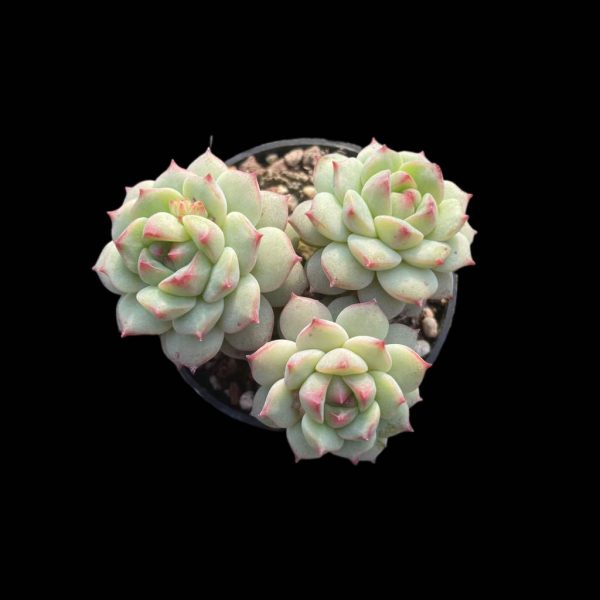 Echeveria Sakura - Image 2