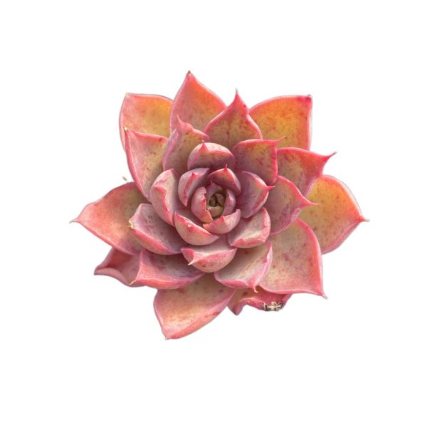 Echeveria Magenta