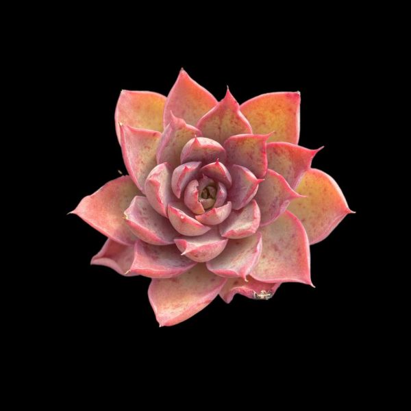 Echeveria Magenta - Image 2