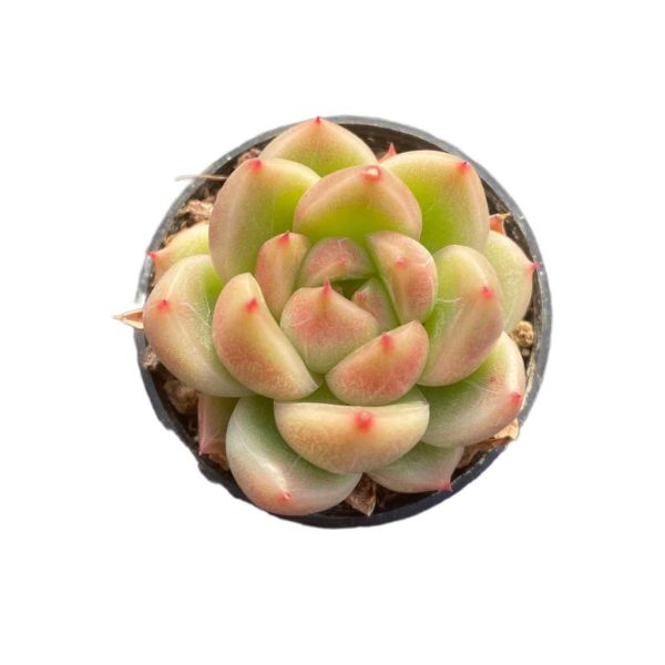 Echeveria Agavoides Quartz