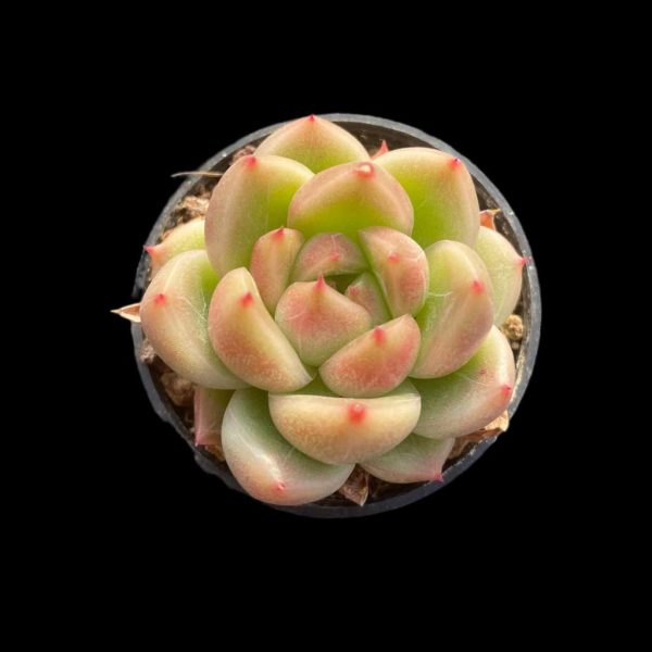 Echeveria Agavoides Quartz - Image 2