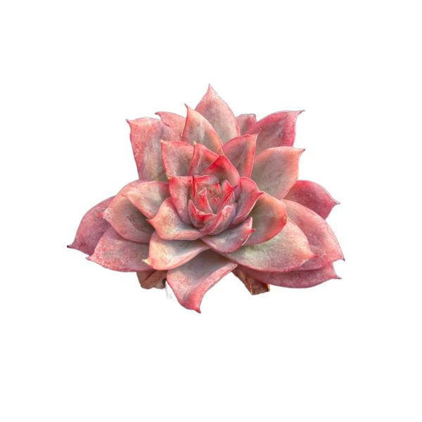 Echeveria Cherry Blossom