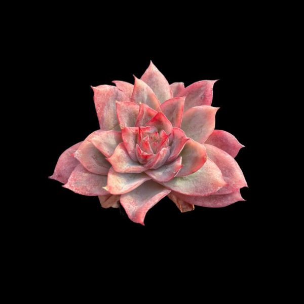 Echeveria Cherry Blossom - Image 2