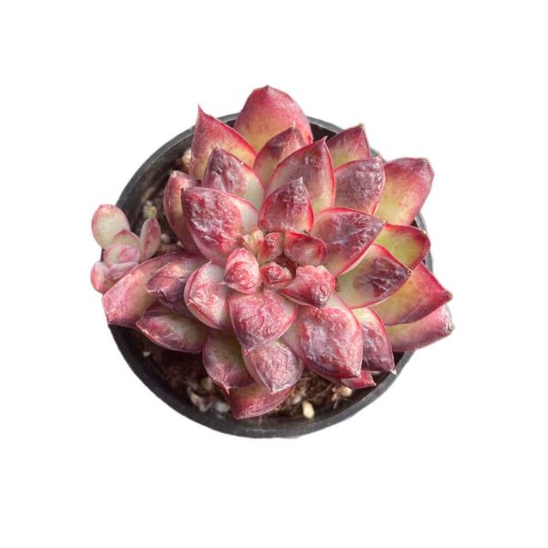 Echeveria LingZhu